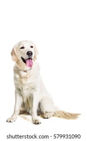 Labrador Retriever On A White Background