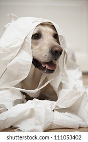 Labrador retriever is playing with toilet paper - selective focus