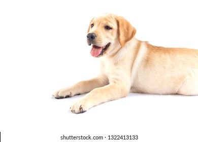 Cute Retriever Puppy Lies On White Stock Photo (Edit Now) 1915414168