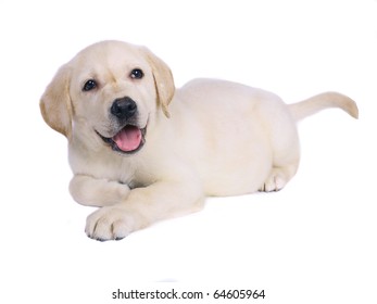 Labrador Retriever Puppy.