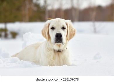 Labrador retriever puppy dog playing in snow in the winter outdoors