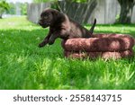 Labrador Retriever Puppy jumping out of a Dog Bed