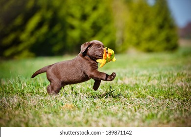 Labrador Retriever Puppy Playing Outside