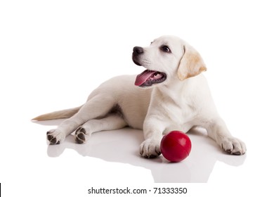 Labrador Retriever Puppy Playing With A Red Ball, Isolated On White