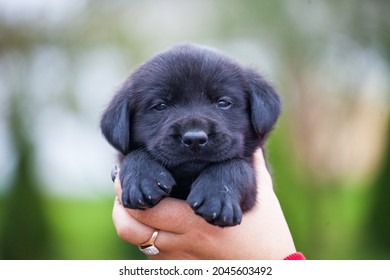 labrador retriever puppy and pumpkin - Powered by Shutterstock