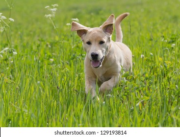 Labrador Retriever Puppy Running In Grass