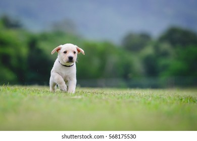 Labrador Retriever Puppy Running Through Field