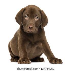 Labrador Retriever Puppy sitting and facing, 2 months old, isolated on white