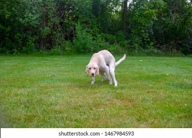 Labrador Retriever Puppy Trying To Poop Dog Potty