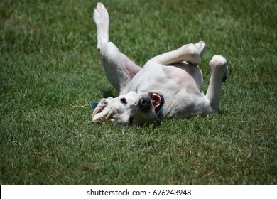 Labrador Retriever Rolling Grass Stock Photo 676243948 | Shutterstock