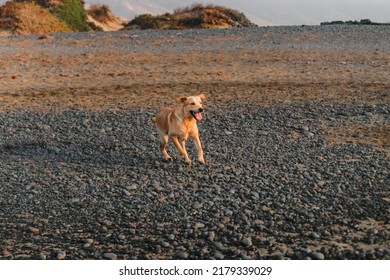 Labrador Retriever Running On The Beach