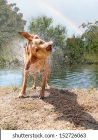  a labrador retriever shaking off water 