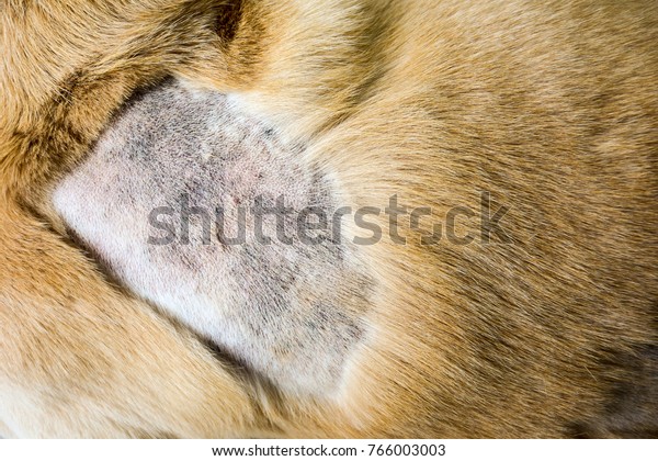 Labrador Retriever Shaved See Some Skin Stock Photo 766003003 ...