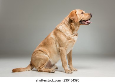 Labrador Retriever, Sitting On Gray Background