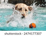 A labrador retriever splashes water around during a fun outing to the pool. This female lab loves swimming and fetching her toys.