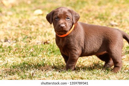 A Medium Sized Dog Images Stock Photos Vectors Shutterstock