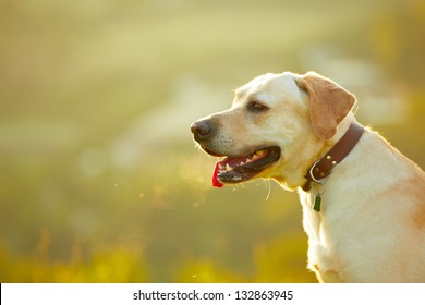 Labrador retriever at the sunrise - back lit