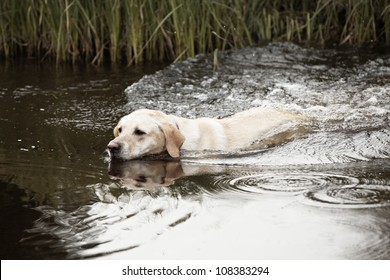 Labrador Retriever Is Swimming.