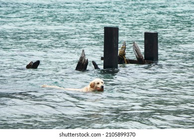 Labrador Retriever Swimming In The Lake