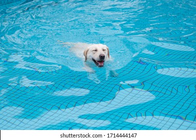 Labrador Retriever Swimming In The Pool