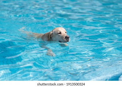 Labrador Retriever Swimming In The Pool