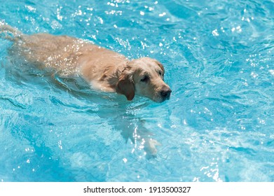 Labrador Retriever Swimming In The Pool