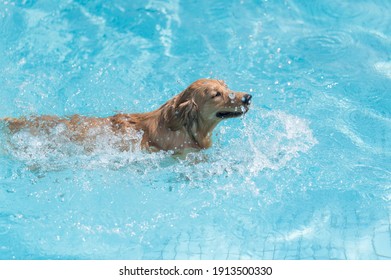 Labrador Retriever Swimming In The Pool