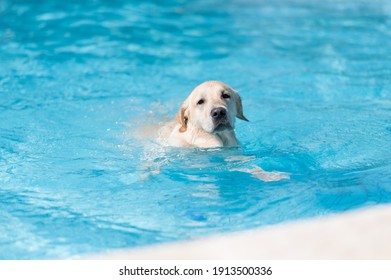 Labrador Retriever Swimming In The Pool