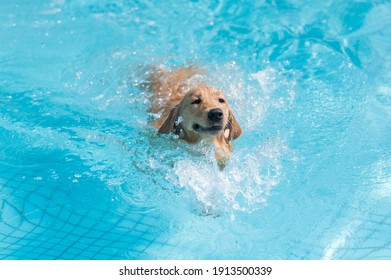Labrador retriever swimming in the pool