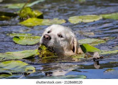 Labrador Retriever Swimming In River