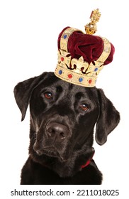 Labrador Retriever Wearing A Crown For Most Popular Dog Breed