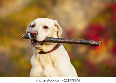 Labrador retriever with wooden stick in colorful nature