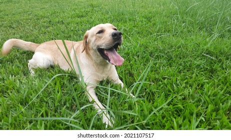 Labrador retrievers lie happily on the lawn. - Shutterstock ID 2021107517