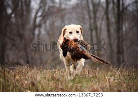 Labrador retrieving a pheasant