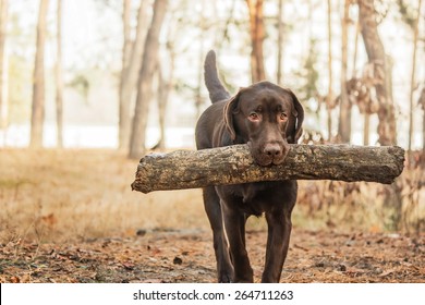 Labrador Retriver Dog In The Forest