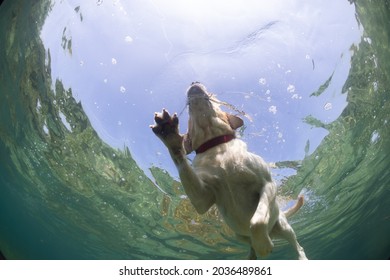 Labrador Retriver Dog Swiming View Underwater From Below