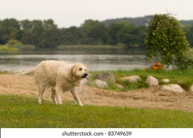 Labrador shaking off after jump into water
