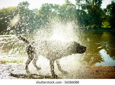 Labrador Shaking Water off its Body, "high-key" lighting.