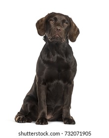 Labrador Sitting, Isolated On White