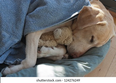dog and teddy bear