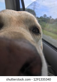 Labrador Sniffs The Camera