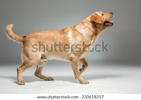 Similar – Dog, Labrador standing on the stairs