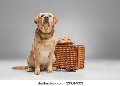 Labrador avec la valise sur fond gris.  : photo de stock