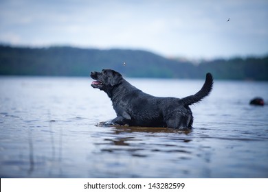 Labrador swimming in the water - Powered by Shutterstock