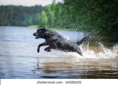 Labrador Swimming In The Water