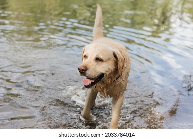 467 Chocolate lab swimming Images, Stock Photos & Vectors | Shutterstock