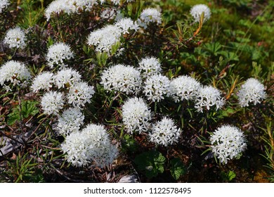 Labrador Tea (Ledum) 
