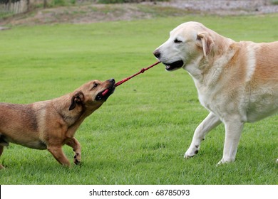 Labrador And A Terrier Dog Playing Tug With A Rope Toy