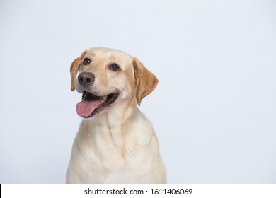 The Labrador Is Very Excited When Dressed In A Superman Costume, With A Variety Of Emotions Including Anger, Anger And Sadness Against A Gray And White Background