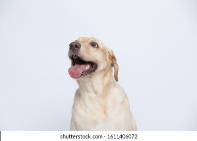 The Labrador Is Very Excited When Dressed In A Superman Costume, With A Variety Of Emotions Including Anger, Anger And Sadness Against A Gray And White Background